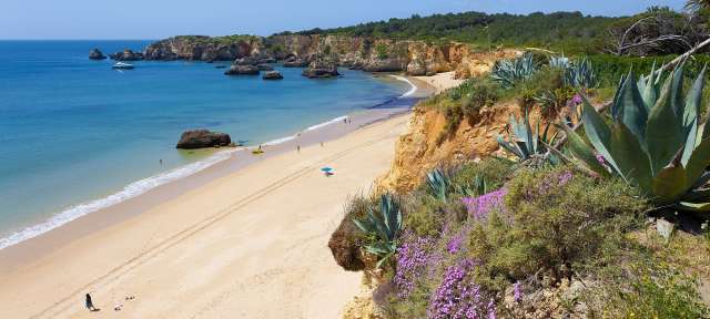 Ein Strand mit lila Blumen und einem großen Felsen im Hintergrund