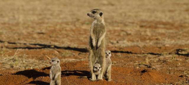 Erdmännchen im Central Kalahari Park Eine Gruppe von Erdmännchen steht auf einem Feld