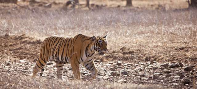 Ein tiger geht durch ein trockenes grasbewachsenes feld