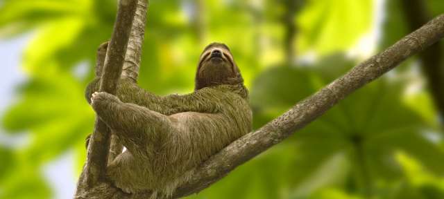 Faultier – ©Visitecostarica Ein faultier sitzt auf einem baum und schaut in die kamera