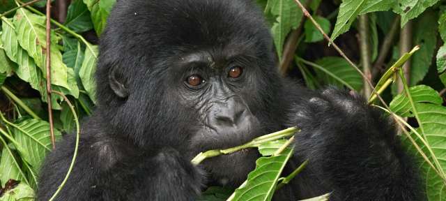 Ein schwarzer Gorilla sitzt in einem Baum und isst Blätter