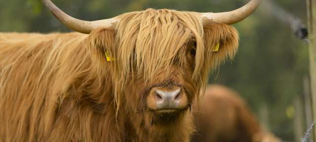 Highland Rind Eine Kuh mit langen Haaren und Hörnern steht in einem Feld und schaut in die Kamera