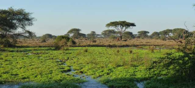 ©Umfulana Ein Feld mit viel grünem Gras und Wasser und Bäumen im Hintergrund