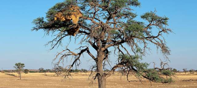 Bei Mariental: Akazie mit Webernest Ein Baum ohne Blätter steht in der Mitte eines Feldes