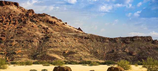 Wüstenelefanten bei Khorixas: Damaraland Drei Elefanten stehen in einem Feld mit Bergen im Hintergrund