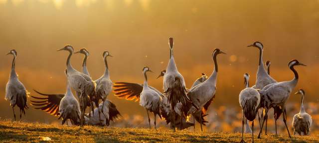 Eine Gruppe von Vögeln steht auf einem Feld bei Sonnenuntergang