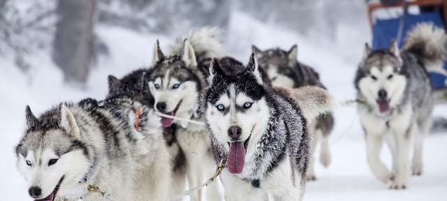 Eine Gruppe von Huskys zieht einen Schlitten durch den Schnee