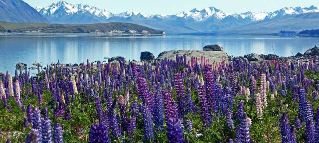 Ein Feld lila Blumen mit Bergen im Hintergrund