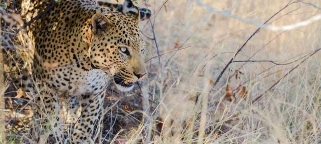 Ein leopard steht im hohen gras und schaut in die kamera