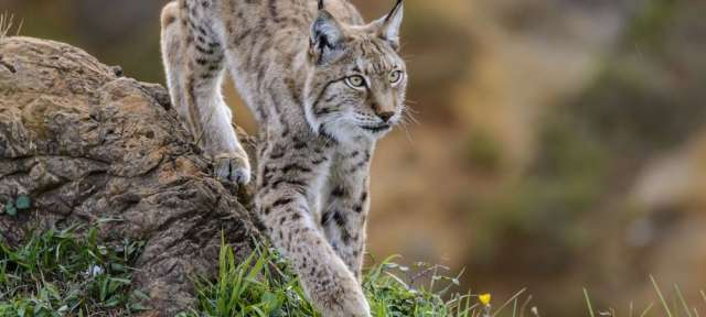 Ein luchs steht auf einem grasbewachsenen hügel