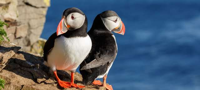 Zwei Puffins stehen auf einem Felsen in der Nähe des Ozeans