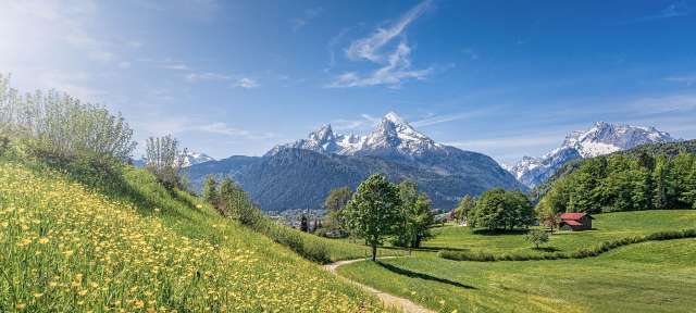Nationalpark Berchtesgadener Land Ein Feld mit gelben Blumen und schneebedeckten Bergen im Hintergrund