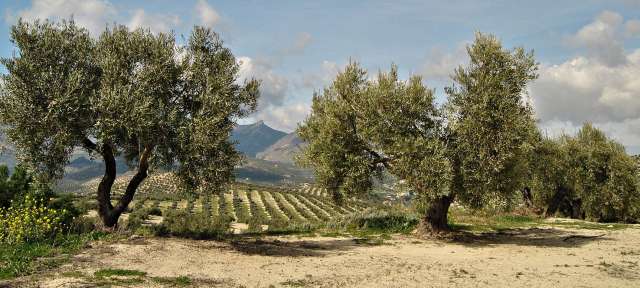 Olivenbäume in Andalusien Ein Feld mit Olivenbäumen und Bergen im Hintergrund