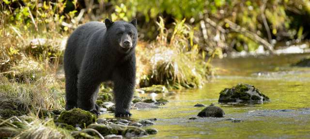 Heimat des Schwarzbären: Gewässer des Clayoquot Sounds Ein schwarzer Bär steht an einem Fluss