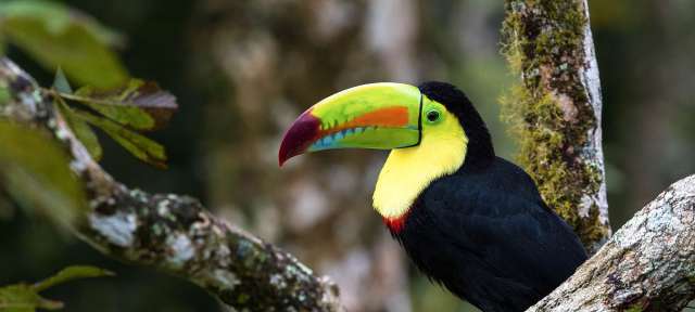 Ein Toucan sitzt auf einem Ast in einem Baum