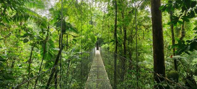Eine Hängebrücke im Dschungel mit vielen Bäumen