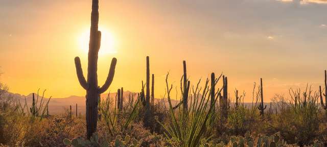 Sonora-Wüste Die Sonne geht hinter einem Kaktus in der Wüste unter