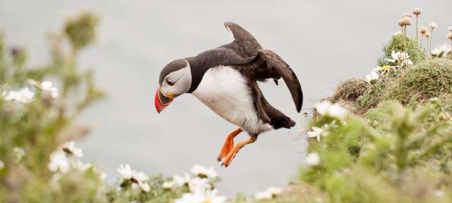 Ein Puffin springt in die Luft, um etwas zu essen