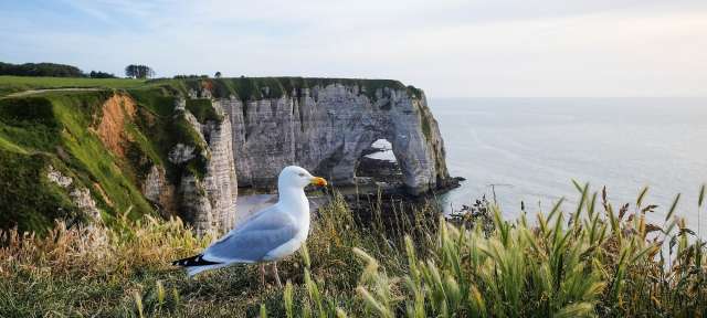 Eine Möwe steht auf einer Klippe mit Blick auf das Meer