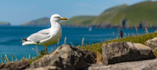 Eine Möwe steht auf einem Felsen mit Blick auf das Meer