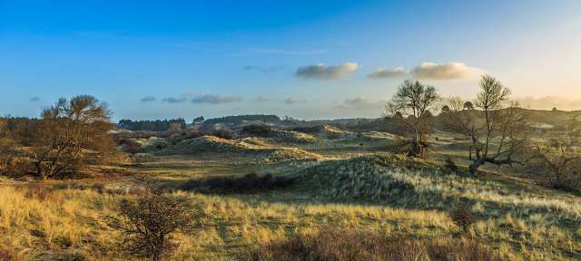 Nationalpark Zuid Kennemerland Ein Feld mit Bäumen und Sanddünen an einem sonnigen Tag