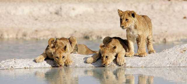 Wasserloch im Etoshapark Drei Löwenjungen trinken Wasser aus einem Wasserloch