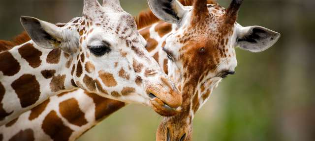 Zwei Giraffen stehen nebeneinander und küssen sich