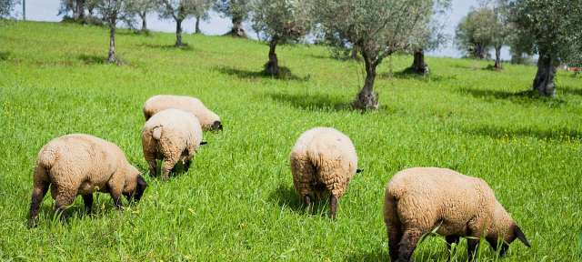 Schafe, Oliven, mittelalterliche Städte: Alentejo Eine Gruppe von Schafen, die auf einem Feld grasen