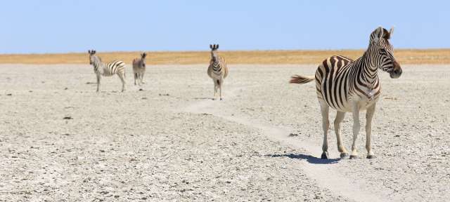 Endlose Weite: Nxai-Pan Drei Zebras stehen auf einem Feld und schauen in die Kamera