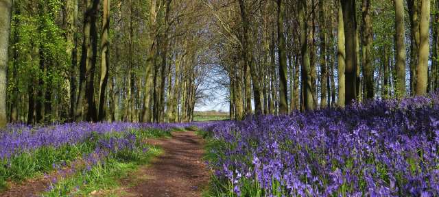 Bluebells im Wald, Hertfordshire UK Ein Pfad durch einen Wald voller blauer Blumen