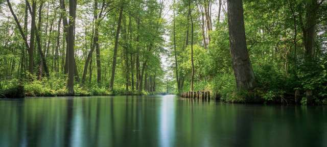 Spreewald Ein Fluss, der durch einen Wald fließt