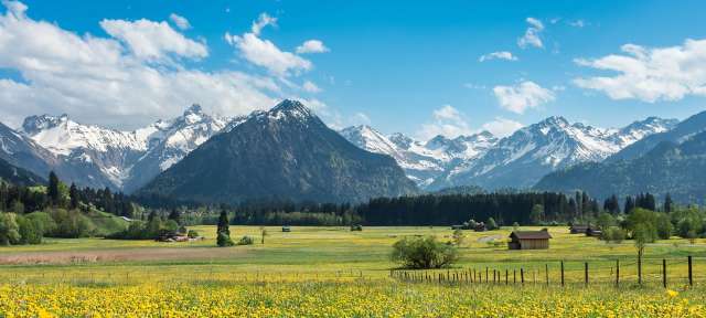 Ein Feld mit gelben Blumen und schneebedeckten Bergen im Hintergrund