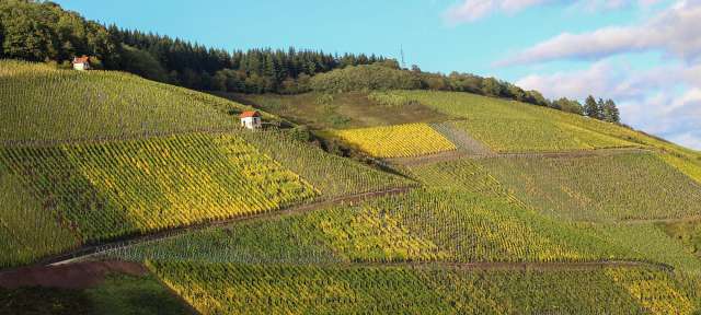 Weinberge Ein kleines Haus sitzt auf einem Hügel oberhalb eines Weinbergs