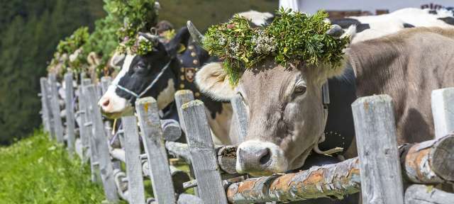 Eine Kuh mit einem Kranz auf dem Kopf steht neben einem Holzzaun