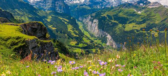 Ein Feld mit Blumen und Bergen im Hintergrund