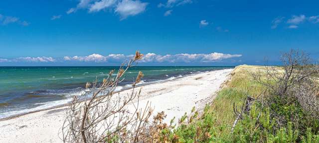 Lange Strände am jungen Meer: Ostsee Ein Strand an einem sonnigen Tag mit einem Baum im Vordergrund