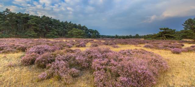 Ein Feld mit lila Blumen und Bäumen im Hintergrund