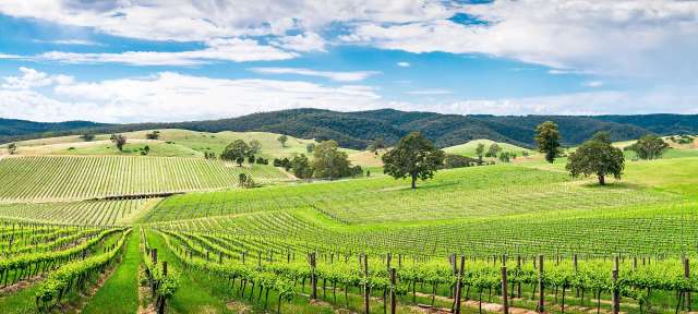 Barossa: Australiens bekannteste Weinregion Ein Weinberg mit Bäumen und Bergen im Hintergrund
