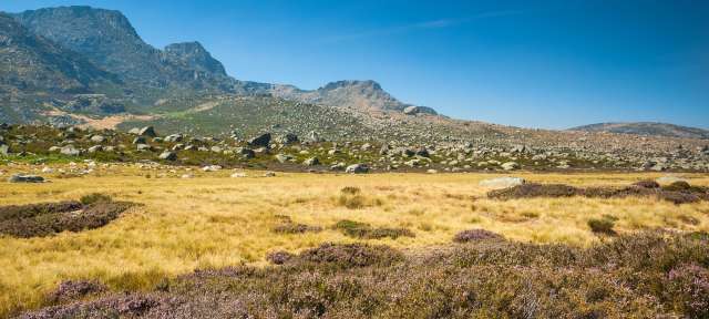 Ein Feld mit Blumen und Bergen im Hintergrund