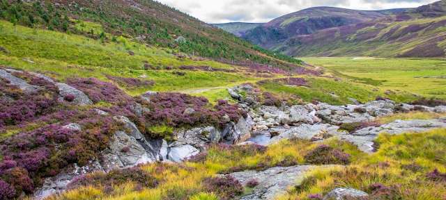 Unterwegs im Cairngorms National Park Ein Fluss fließt durch eine Wiese mit lila Blüten