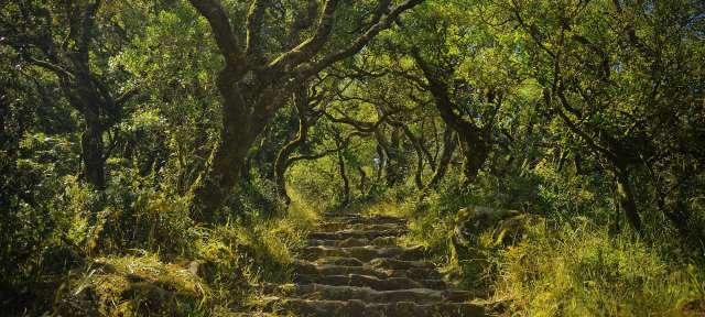 Flora im Nationalwald von Bussaco Eine Treppe führt durch einen üppigen grünen Wald