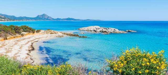 Ein Strand mit blauem Wasser und gelben Blumen im Vordergrund