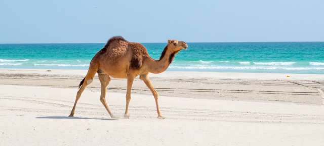 Ein braunes Kamel geht am Strand entlang