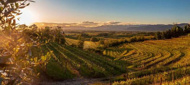 Sonnenuntergang über einem Weinberg mit Bergen im Hintergrund