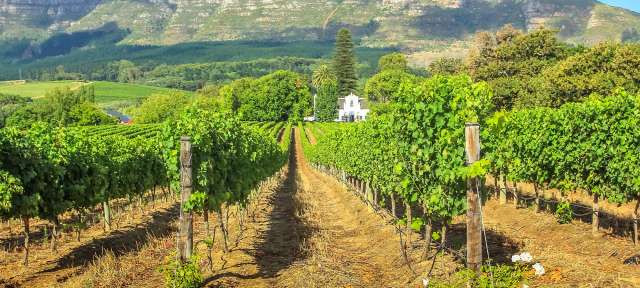 Weinregion Stellenbosch Ein Weinberg mit Bergen im Hintergrund