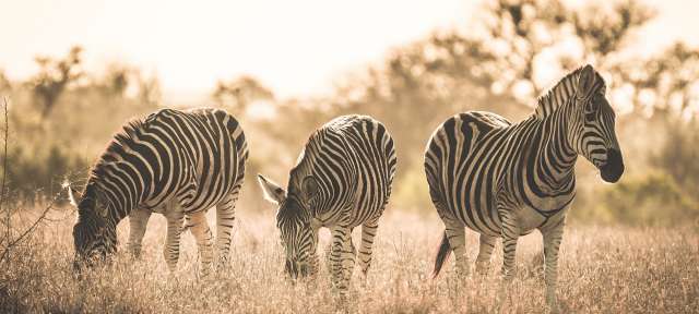 Drei Zebras grasen nebeneinander in einem Feld
