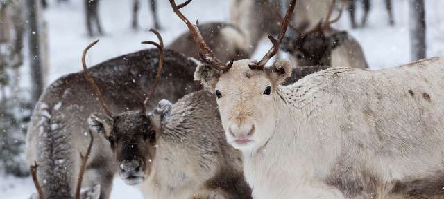 Eine Herde Rentier steht im Schnee und schaut in die Kamera
