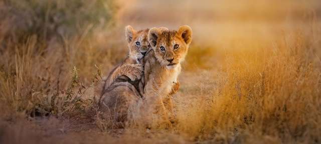 Zwei Löwenjungen sitzen nebeneinander im hohen Gras