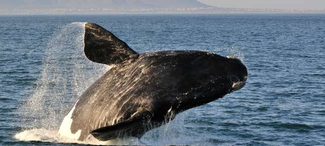 Whale Watching Hermanus Ein Wal springt aus dem Ozean