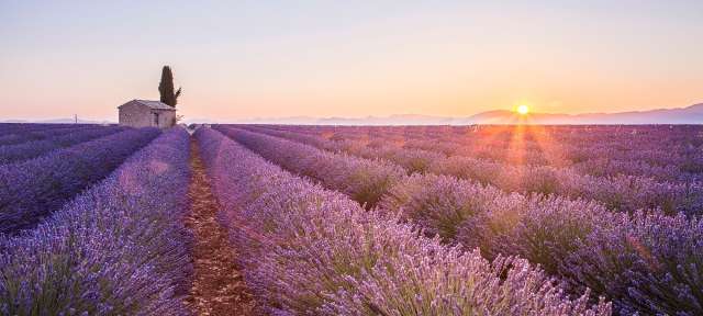 Die Sonne geht über einem Lavendelfeld unter